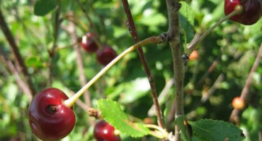 Jak ošetřit třešně před škůdci na jaře a na podzim, způsoby kontroly a ochrany